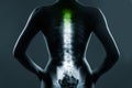 Human spine in x-ray, on gray background Royalty Free Stock Photo