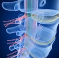 Human Spine x-ray view Royalty Free Stock Photo