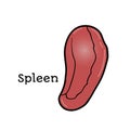 Human spleen, anatomical vector illustration