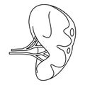 Human spleen icon, outline style