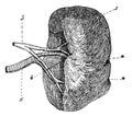 The human spleen.