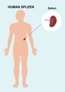 Human Spleen organ. Spleen anatomy vector illustration