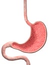 Human Stomach Royalty Free Stock Photo