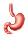 Human Stomach