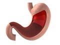 Human stomach Royalty Free Stock Photo