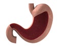 Human stomach Royalty Free Stock Photo