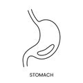 The human stomach is an anatomical linear icon in vector, an illustration of an internal organ. Royalty Free Stock Photo