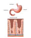 Human stomach, anatomy detail, illustration of a human stomach, 2d