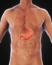 Human Stomach Anatomy Royalty Free Stock Photo