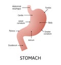 Human stomach anatomy isolated on white background. Stomach and digestion organ system, vector illustration marked with lines. Royalty Free Stock Photo