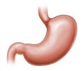 Human stomach