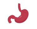 Human stomach. Human internal organ icon.