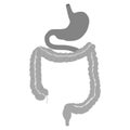 Human stomach icon. Internal organ, anatomy. Vector flat icon illustration isolated on white background.Illustration from vector Royalty Free Stock Photo