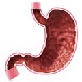 Human stomach illustration with detailed layers. 3D illustration