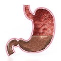 Human stomach illustration with detailed layers. 3D illustration Royalty Free Stock Photo