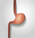 Human stomach illustration