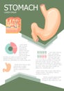 Human stomach infographic