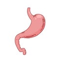 Human stomach. Internal organ, anatomy. Vector cartoon flat icon illustration isolated on white background. Royalty Free Stock Photo