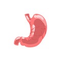 Human stomach, internal organ anatomy vector Illustration isolated on a white background Royalty Free Stock Photo