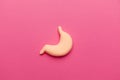 Human stomach model on pink background. Abdominal disease. Treating stomach inflammation Royalty Free Stock Photo