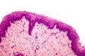 Stratified squamous epithelium Royalty Free Stock Photo