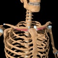 Human subclavius muscles on skeleton