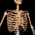 Human subscapularis muscles on skeleton Royalty Free Stock Photo