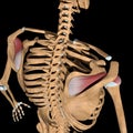 Human supraspinatus muscles on skeleton