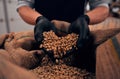 Human takes a heap of roasted coffee beans by both hands from a bag. Cropped image
