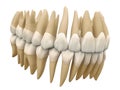 Human teeth. Anatomy correct occluded dental arch. 3D illustration of the human dental arcade. Correct human teeth occluded. Anato Royalty Free Stock Photo