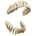 Human teeth. Anatomy correct open dental arch. 3D illustration of the human  open dental arcade. Correct human teeth. Anatomical r Royalty Free Stock Photo