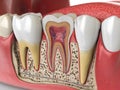 Human teeth anatomy. Cross section of human tooth