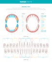 Human Teeth Big Infographics