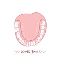 Human teeth dental image. Lower jaw. Vector Illustration