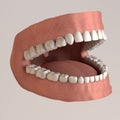 Human teeth and gums with white fillings Royalty Free Stock Photo