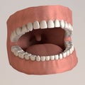 Human teeth - healthy with gums Royalty Free Stock Photo