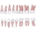 Human teeth illustration Royalty Free Stock Photo