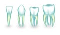 The human teeth. incisor, canine and molarsB