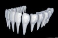 Human Teeth instalation. Medically accurate dentistry anatomy Royalty Free Stock Photo
