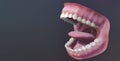 Human teeth, open mouth. Medically accurate tooth 3D illustration