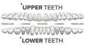 3D Teeth Set Vector. Human Upper And Lower Teeth. Dental Health. Stomatology Dentistry. 3D Clean White Tooth Model