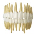 Human teeth on white. Royalty Free Stock Photo