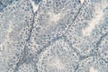 Human testis under microscope view. Royalty Free Stock Photo