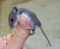 Side view of a baby house mouse hanging on to a human thumb. Royalty Free Stock Photo