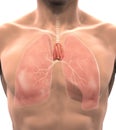 Human Thymus Anatomy