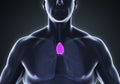 Human Thymus Anatomy