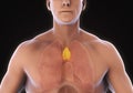 Human Thymus Anatomy