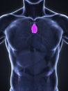 Human Thymus Anatomy