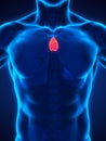 Human Thymus Anatomy