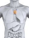 Human Thymus Anatomy